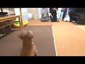 【番外編】パパさんが「待て」と言ってみたら犬の反応はどうなのか?【トイプードル】