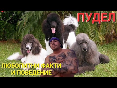 Видео: 12 от най-смешните кучета тази седмица!