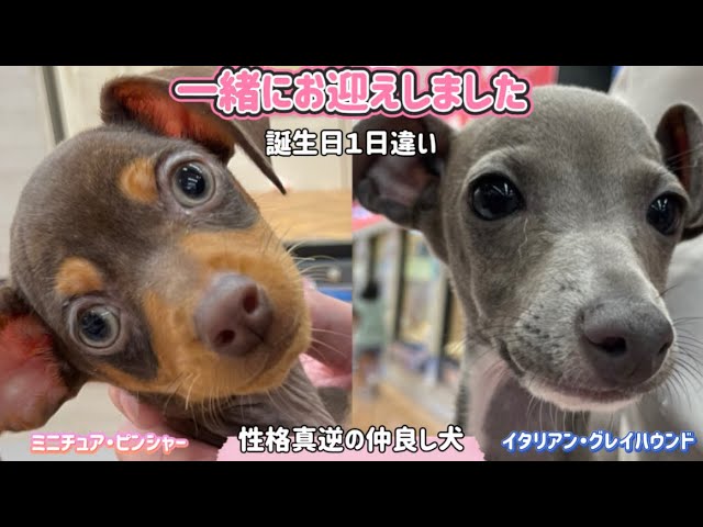 ⑮ミニピン、ミニピンを纏う　　　　　　　 　イタグレ、イタグレを纏う ミニピン&イタグレ】性格真逆の仲良し犬 - YouTube