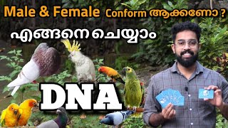 DNA FOR BIRDS l AVIAN DNA SEXING l DNA FOR PIGEON l HOW TO DO DNA l Me Talks #Metalks