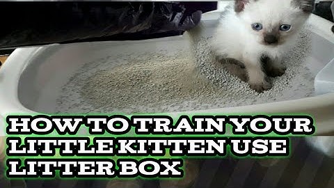 how to train your little kitten to use litter box