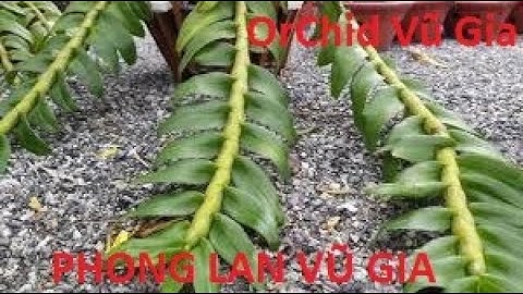 Dịch Chuối Kết Hợp Với Nấm Trichoderma - Thần Dược Đa Tác Dụng - Tập 174