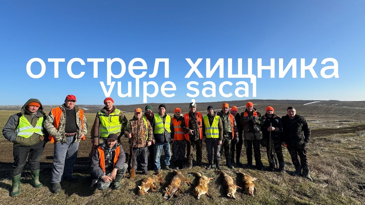 Охота на лис: добыли 6 штук. Результативные выстрелы.