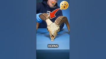 These Animals Have Unbreakable Horns! 🦏🐏 #facts #animals #shorts