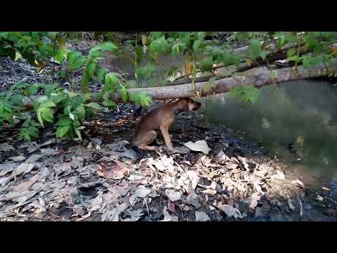 Video: Tikus Bernyanyi Dari Kosta Rika Dan Panama - Pandangan Alternatif