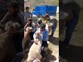 عزیزدل ممنون میشم مهمون کانالم باشی تابهتریناروببینی روستایی عزیزدل ممنون میشم مهمون کانالم باشی تابهتریناروببینی روستایی