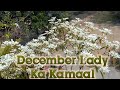 December ka Special Plant 🌼 December Lady/ Diamond frost, Snowflake plant care (Scented flower)