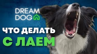 Собака лает 🐶 Отучить собаку лаять дома на прохожих людей 🐕 Запретить щенку лай, гавкать на собак 🐩