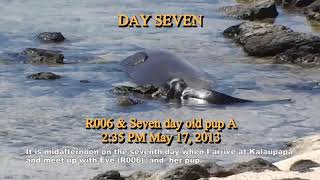 Documenting the True Life History of the Hawaiian Monk Seal From Birth to Weaning (short)