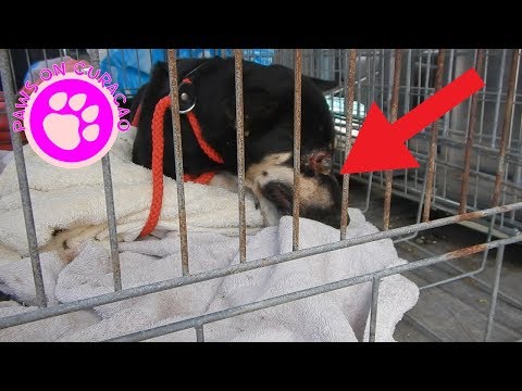 Video: Oogletsel Bij Honden - Oogletsel Bij Honden