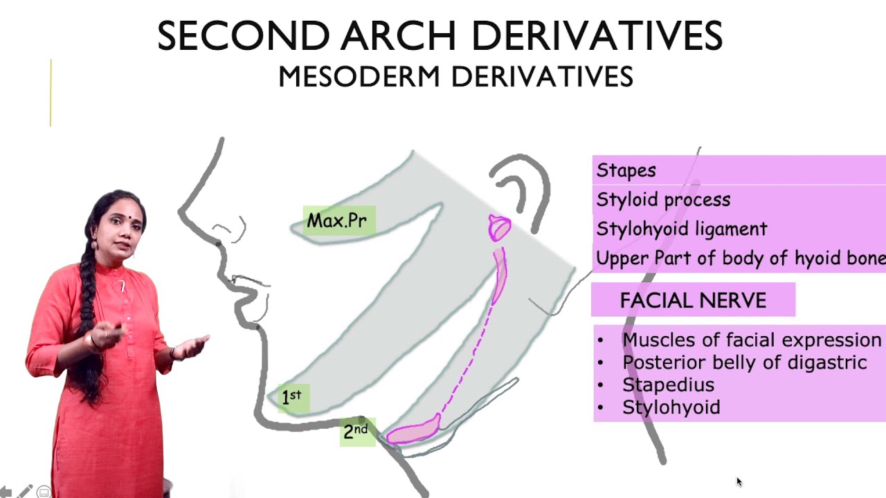 Second pharyngeal arch derivatives Simplified - YouTube
