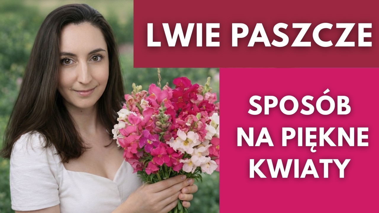 Jak uprawiać lwie paszcze. Kiedy wysiać, jakich błędów unikać. Najlepsze odmiany, grupy, pielęgnacja