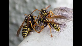 Yellowjackets Wasps Hornet Nest Removal Manahawkin NJ 732-504-3758