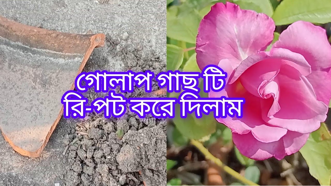 গোলাপ গাছ টি রি-পট করে দিলাম।
