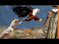 Eagle snatches baby leopard but his mother manages to get revenge