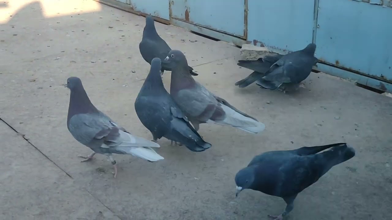 الوقت المناسب للتفريخ او التبزير