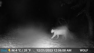 Huge Tehachapi Cabin Mountain Lion in the Snow