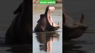 water animal#sort #photo Master 📚 Dk #you tube sort video screenshot 5