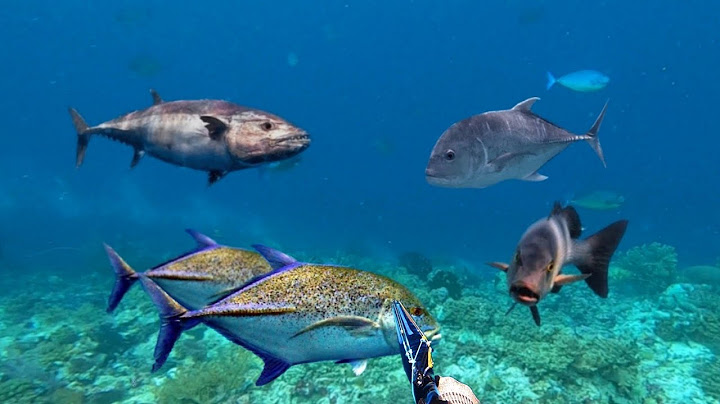 BERBURU IKAN MONSTER DAN MASAK DI RUMAH DI TENGAH LAUT
