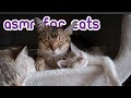 Calming Music For Cats - 3 Hours of Feline ASMR!