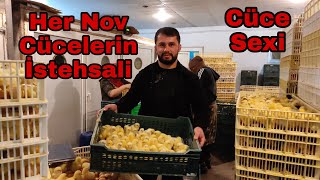 Cüce İstesali Her Nov Cücelerin Sifarisi Ve Satısi Çıkımı