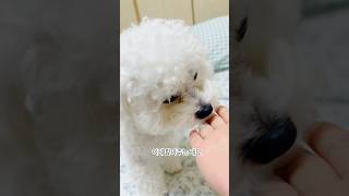 강아지가 핥아주는 진짜 이유? (충격😱) #강아지 #반려견 #애견영상 #비숑 #강아지정보 #강아지브이로그 #cutedog #pets #puppy #dog