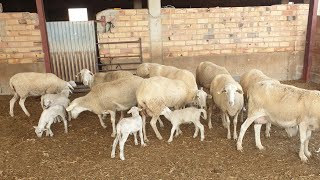 شاهدو كيف يتم عزل🐏 الخرفان الصغار للبيع 👍لم يتجاوز عمرهم 45 يوم راعي❤ الغنم في اسبانيا