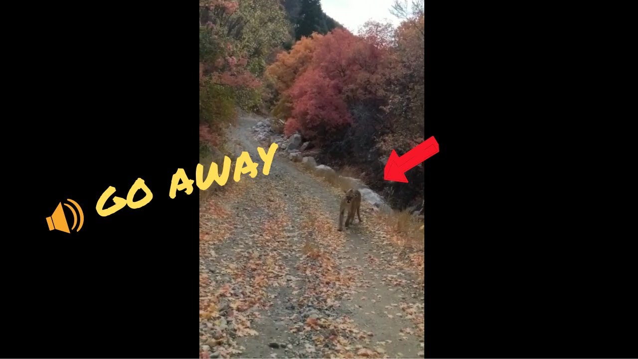 Terrified Utah Hiker Films Cougar Stalking Him Viral Video Caught On