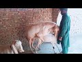 Rajanpuri Ablak Bakri Cross l Bakri Mating l Goat Point