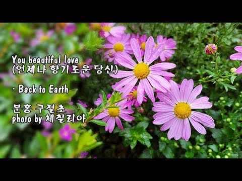 분홍 구절초 &amp;amp; You beautiful love (언제나 향기로운 당신)/Back to Earth &amp;amp; photo by 체칠리아