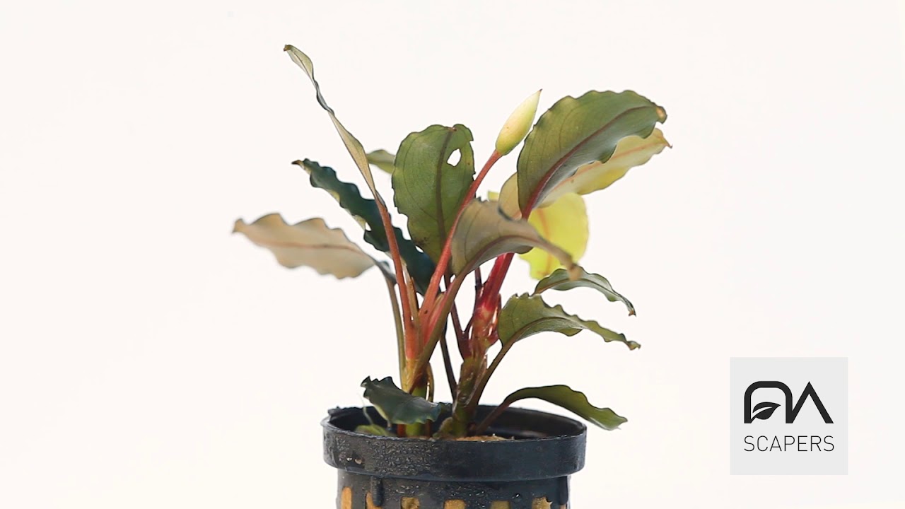 Planta acuática Bucephalandra sp Brownie Ghost Edición Limitada