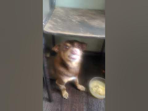 Умный пёс😁 - YouTube