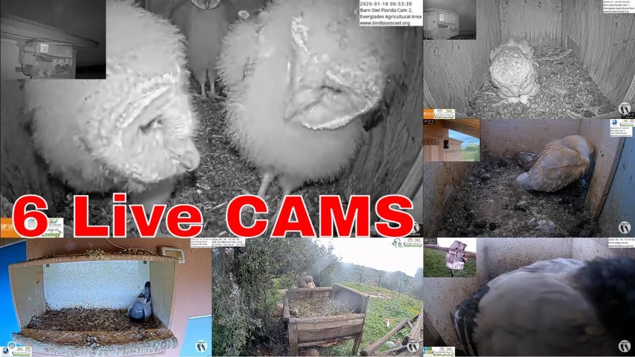 6 Live Birdcams | One Stream • Real Wildlife 24/7 – Charter Group Birdcams