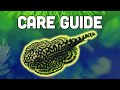 Hillstream Loach Care Guide – ​Amazing Oddball Algae Eater