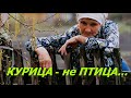 На Что Способна КУРИЦА // Курица не Птица