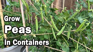 How to Grow Peas in Containers | An Easy Planting Guide