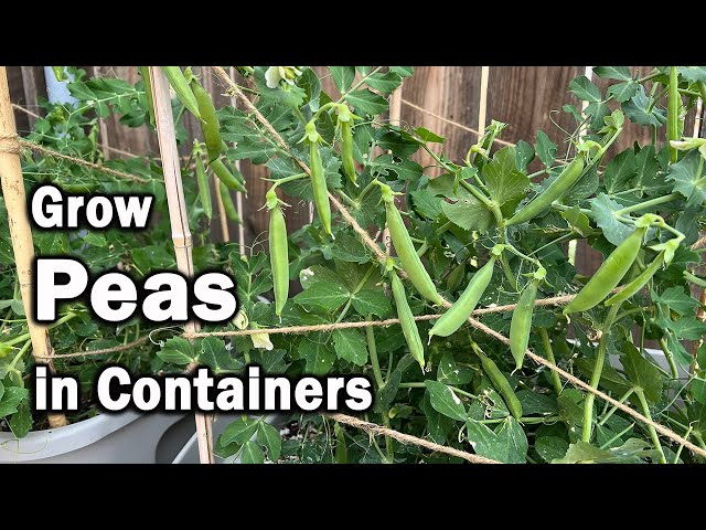 How to Grow Peas in Containers | An Easy Planting Guide class=