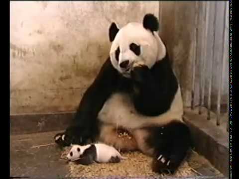 panda schrikt