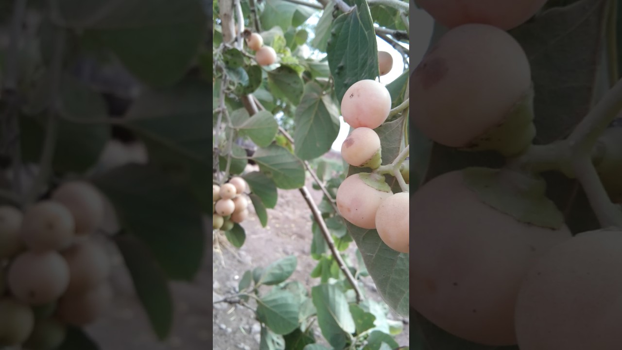 Glue berry fruit 