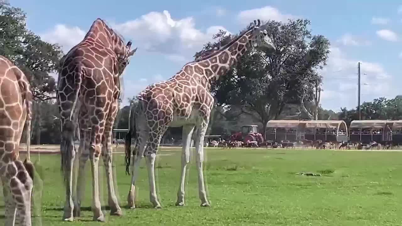 Global Wildlife Center