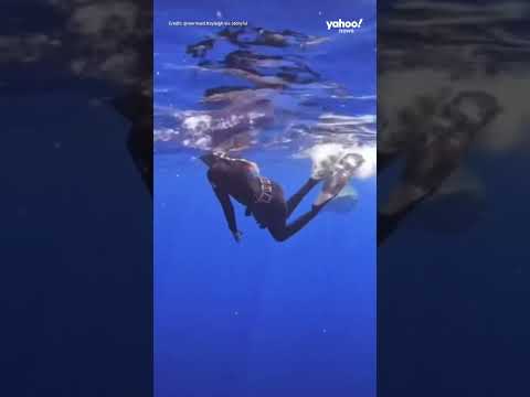 Video: Hur får man en haj att försvinna?