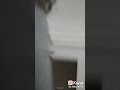 حازم يدافع عن انجي