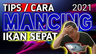 Tips cara mancing ikan sepat 2021