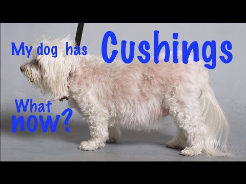 Video: Vad är Den Veterinärmedicinska Dieten För Canine Cushings Sjukdom?