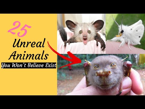 25 Unreal Animals You Won’t Believe Exist