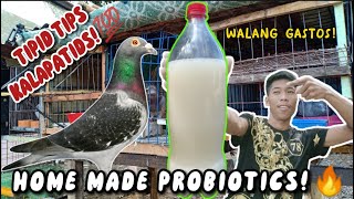 DIY PROBIOTICS PARA SAYO!❤|JV OFFICIAL #pigeons #kalapatids #jvofficial #flyers #race