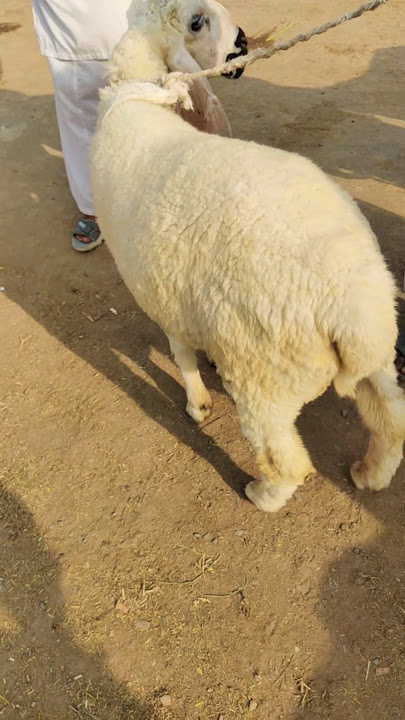 sheep #sheep #farmlife #sheepfarming