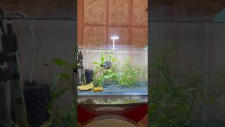 Top 3 Tips To Keep Betta Healthy And Active 💯