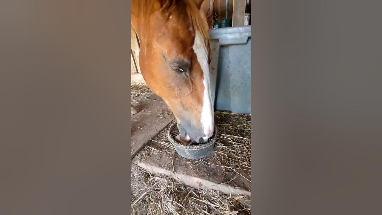 Horse licking and Chewing Salt block YouTube