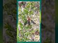Scorpionfly Pause: Morning Stillness - Dharug Country